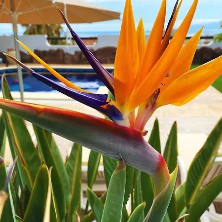 Anais Luxury Villas Costa Adeje